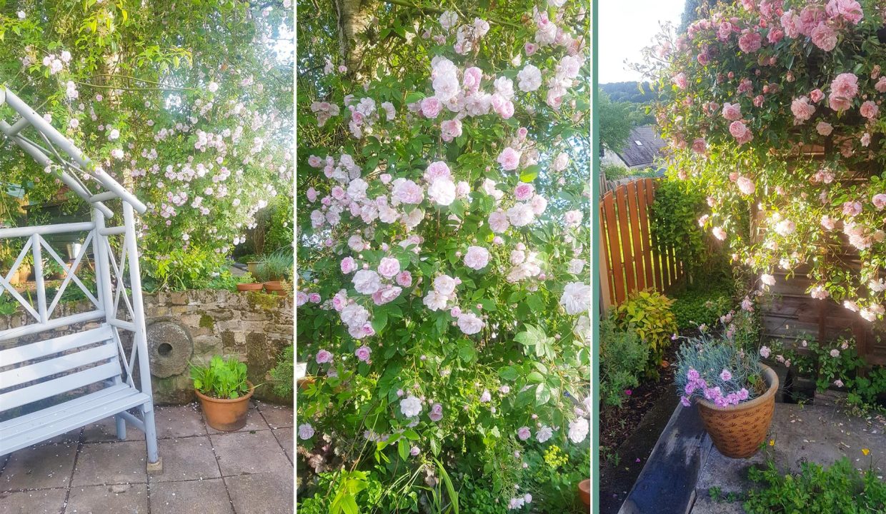 REAR GARDEN IN BLOOM